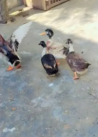 Ducks are looking for new Home For Sale in Orangi Town | Karachi Ads - photo 2