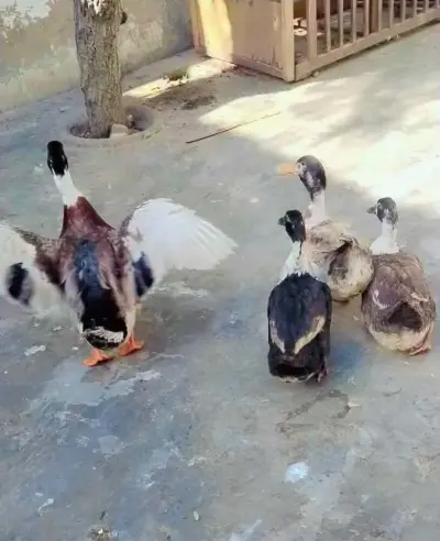 Ducks are looking for new Home For Sale in Orangi Town | Karachi Ads - photo 3