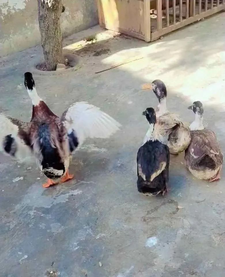 Ducks are looking for new Home For Sale in Orangi Town | Karachi Ads - photo 3