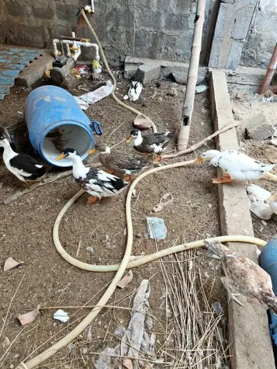 Ducks For Sale in Gulistan-e-Jauhar | Karachi Ads