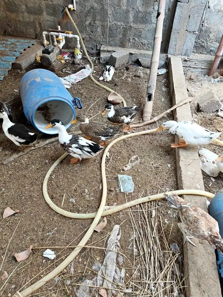 Ducks For Sale in Gulistan-e-Jauhar | Karachi Ads - photo 1