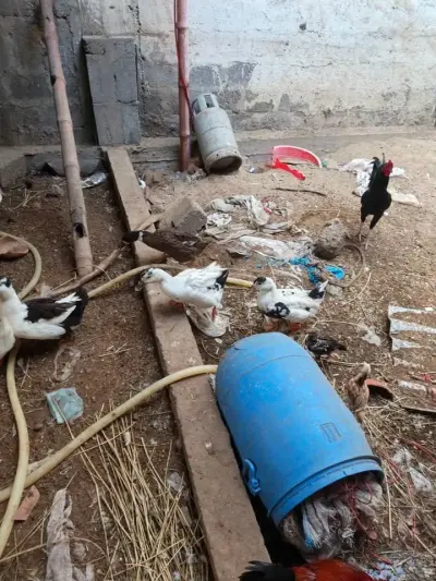 Ducks For Sale in Gulistan-e-Jauhar | Karachi Ads - photo 2