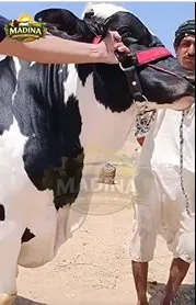 For Sale ๐ | 4 dant bachre available | - photo 1