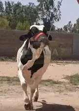 For Sale 🐂 | 4 dant bachre available | - photo 4