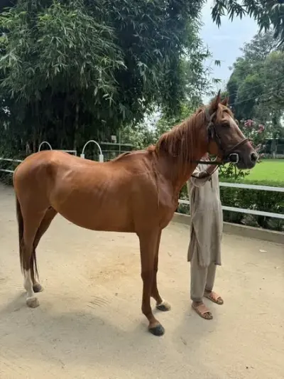 🐴 – Thoroughbred Colt “Honey” For Sale in Pir Gul Hassan Town | Karachi Ads