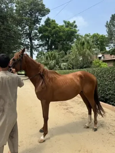 🐴 – Thoroughbred Colt “Honey” For Sale in Pir Gul Hassan Town | Karachi Ads - photo 2