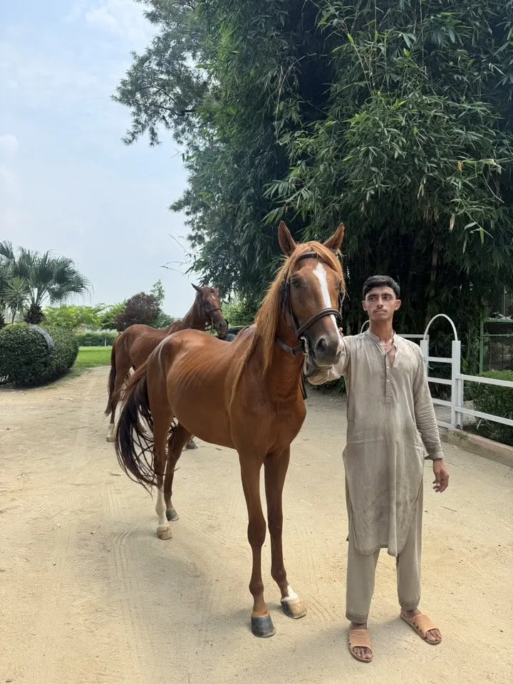 🐴 – Thoroughbred Colt “Honey” For Sale in Pir Gul Hassan Town | Karachi Ads - photo 3