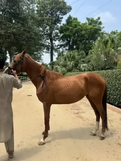 🐴 – Thoroughbred Colt “Honey” For Sale in Pir Gul Hassan Town | Karachi Ads - photo 4