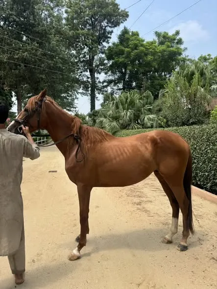 🐴 – Thoroughbred Colt “Honey” For Sale in Pir Gul Hassan Town | Karachi Ads - photo 4
