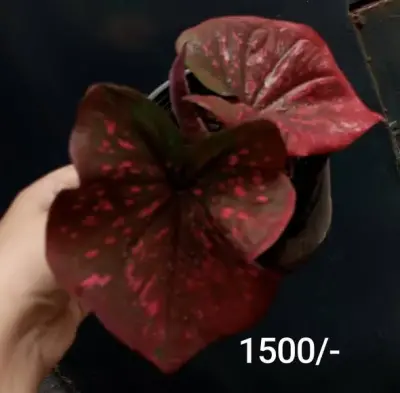 From rare Caladiums to stunning Monsteras