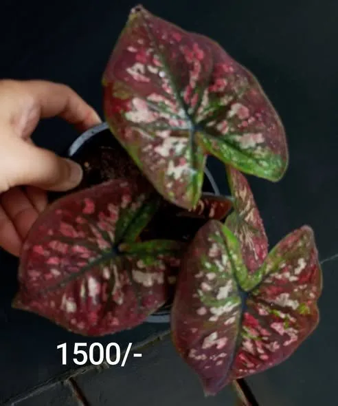 From rare Caladiums to stunning Monsteras - photo 2
