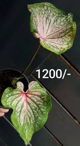 From rare Caladiums to stunning Monsteras - photo 3
