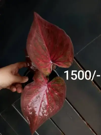 From rare Caladiums to stunning Monsteras - photo 4