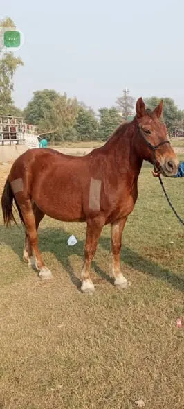 Full rading train female For Sale in Dhabeji | Karachi Ads - photo 1