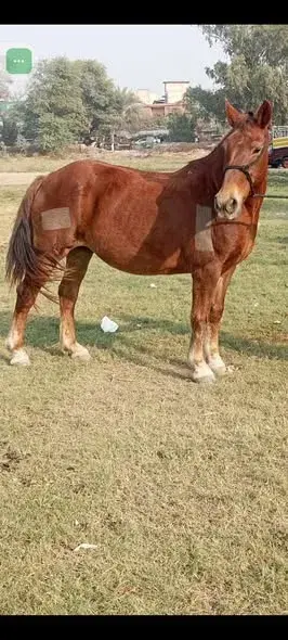 Full rading train female For Sale in Dhabeji | Karachi Ads - photo 2