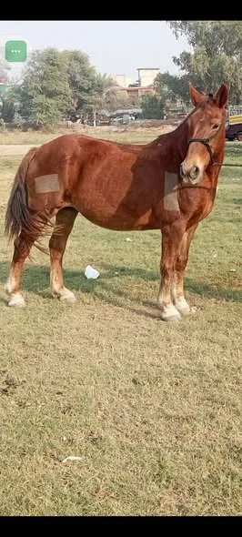 Full rading train female For Sale in Dhabeji | Karachi Ads - photo 2