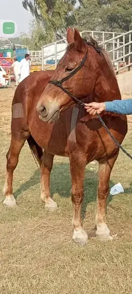 Full rading train female For Sale in Dhabeji | Karachi Ads - photo 4