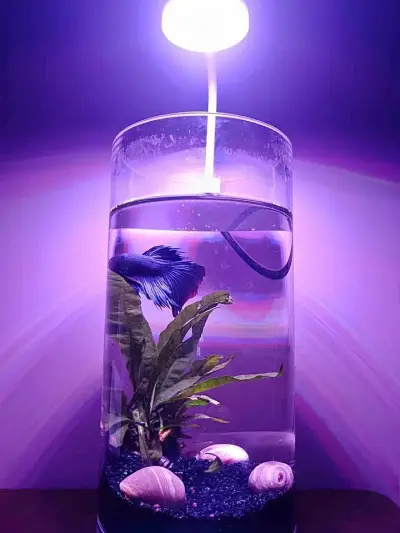 Glow Betta Fish Bowl For Sale in Gulistan-e-Jauhar | Karachi Ads