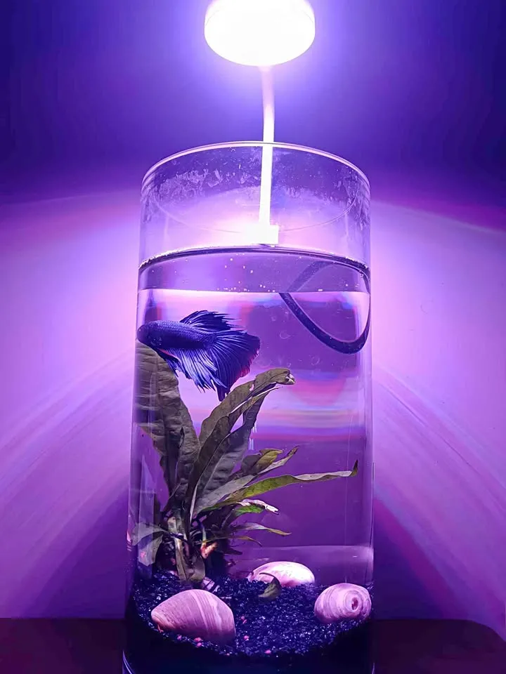 Glow Betta Fish Bowl For Sale in Gulistan-e-Jauhar | Karachi Ads - photo 1