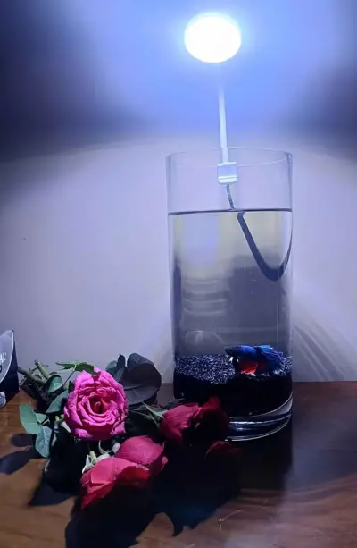 Glow Betta Fish Bowl For Sale in Gulistan-e-Jauhar | Karachi Ads - photo 2