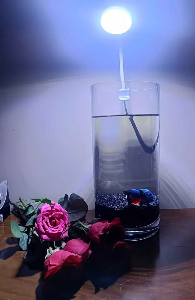 Glow Betta Fish Bowl For Sale in Gulistan-e-Jauhar | Karachi Ads - photo 2