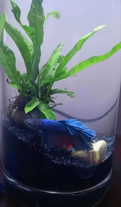 Glow Betta Fish Bowl For Sale in Gulistan-e-Jauhar | Karachi Ads - photo 3