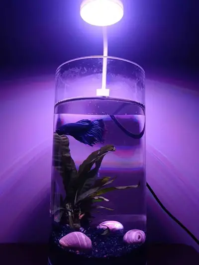 Glow Betta Fish Bowl For Sale in Gulistan-e-Jauhar | Karachi Ads - photo 4