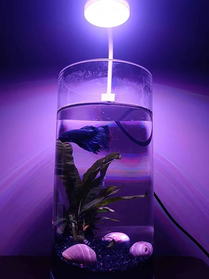 Glow Betta Fish Bowl For Sale in Gulistan-e-Jauhar | Karachi Ads - photo 4