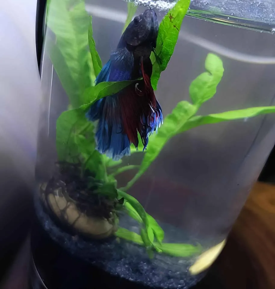 Glow Betta Fish Bowl For Sale in Gulistan-e-Jauhar | Karachi Ads - photo 5