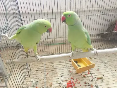Green Ringneck Parrot Pair – 2 Years Old | Talking | Ready for Breeding For Sale in Malir Cantt | Karachi Ads
