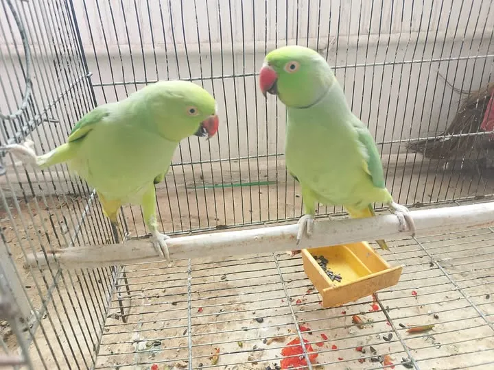 Green Ringneck Parrot Pair β 2 Years Old | Talking | Ready for Breeding For Sale in Malir Cantt | Karachi Ads - photo 1