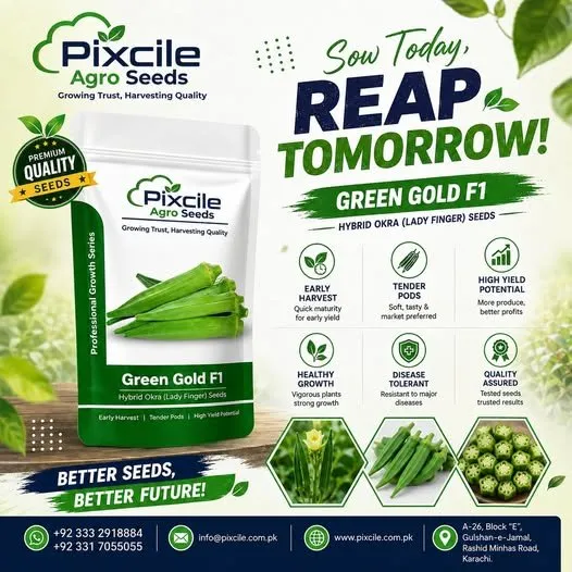 Grow smarter with Pixcile Agro Seeds β Green Gold F1 (Hybrid Okra) πΏ - photo 1