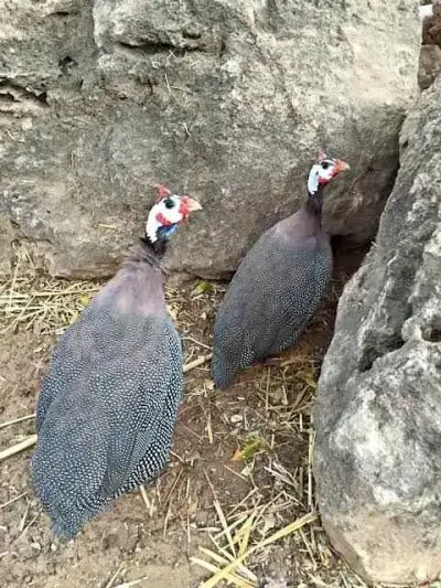 Guinea Fowl breeder pairs available For Sale in Gulistan-e-Jauhar | Karachi Ads