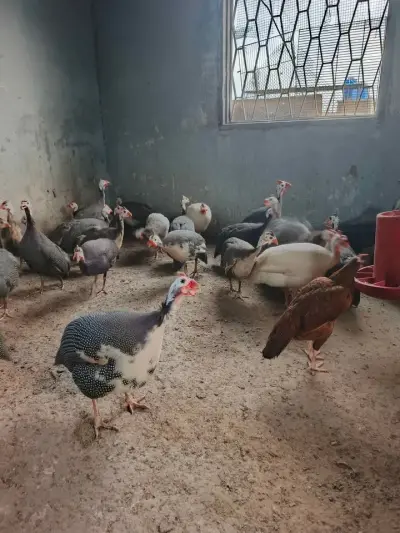Guinea Fowl breeder pairs available For Sale in Gulistan-e-Jauhar | Karachi Ads - photo 2