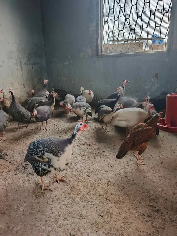 Guinea Fowl breeder pairs available For Sale in Gulistan-e-Jauhar | Karachi Ads - photo 2