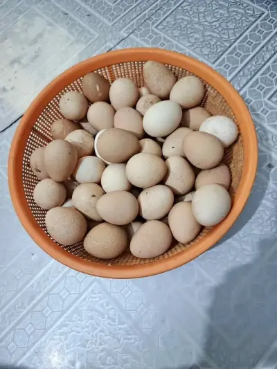 Guinea Fowl Fertile Eggs For Sale in Gulistan-e-Jauhar | Karachi Ads