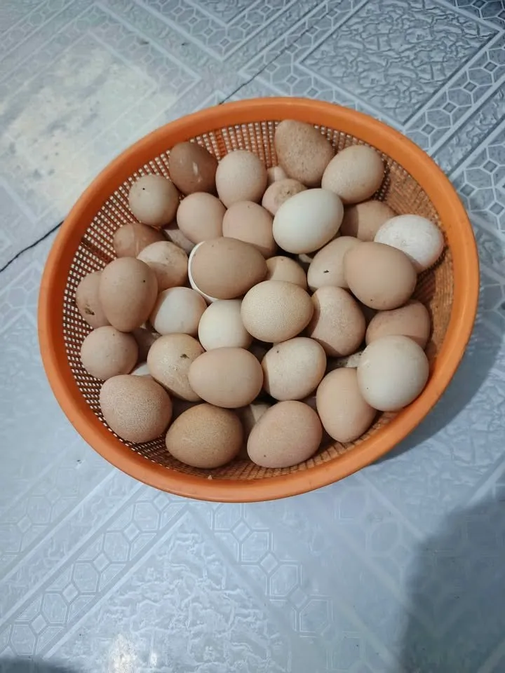 Guinea Fowl Fertile Eggs For Sale in Gulistan-e-Jauhar | Karachi Ads - photo 2