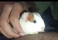 Guinea pig healthy and active For Sale in Gulistan-e-Jauhar | Karachi Ads