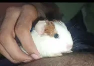 Guinea pig healthy and active For Sale in Gulistan-e-Jauhar | Karachi Ads - photo 1