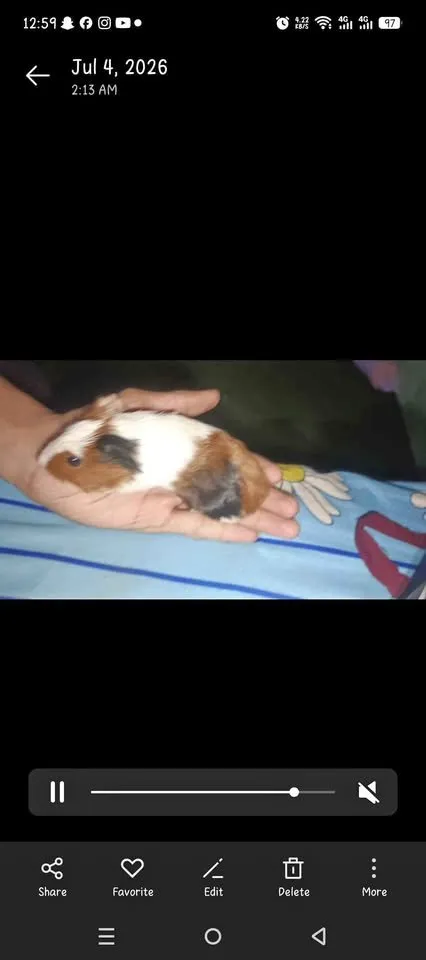 Guinea pig healthy and active For Sale in Gulistan-e-Jauhar | Karachi Ads - photo 2