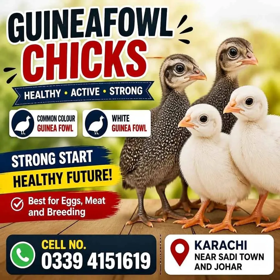 GuineaFowl Buff Turkey misri Brahama Australorp Plymouth 11 For Sale in Gulistan-e-Jauhar | Karachi Ads - photo 1