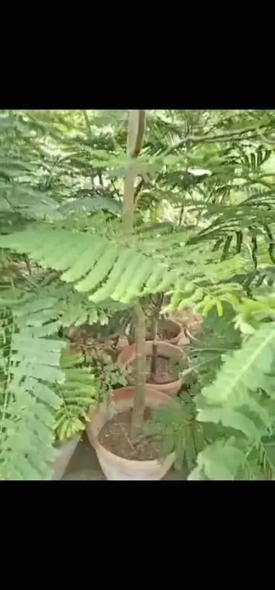 Gulmohar tree for sale