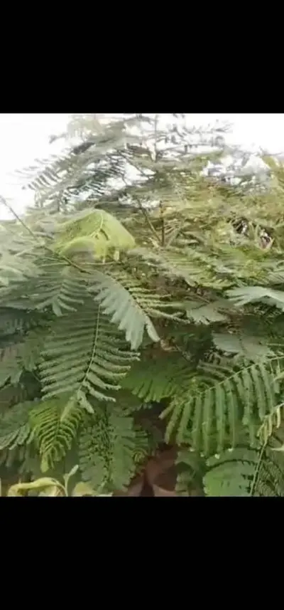 Gulmohar tree for sale - photo 2