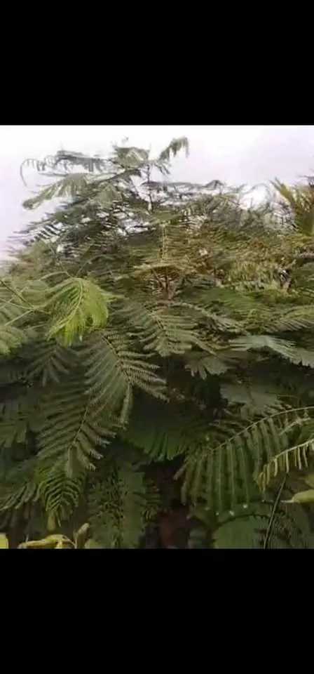 Gulmohar tree for sale - photo 3