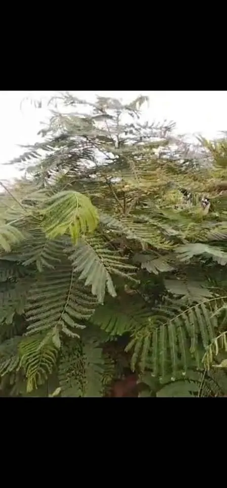Gulmohar tree for sale - photo 4