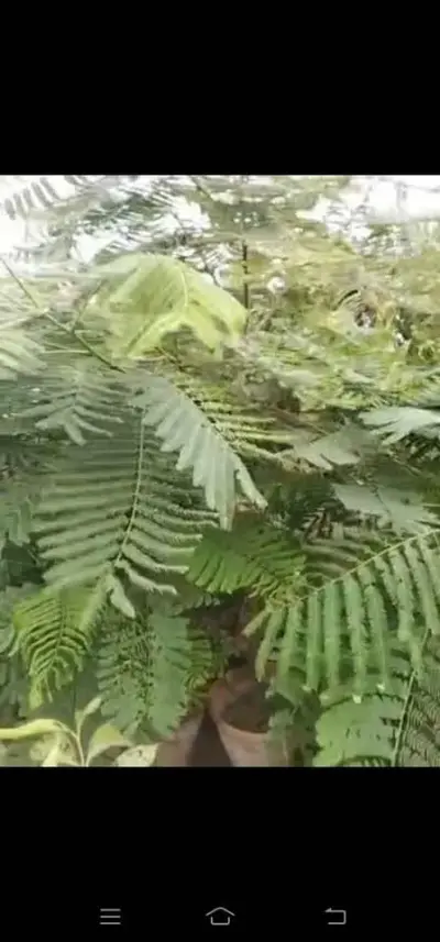 Gulmohar tree for sale - photo 5