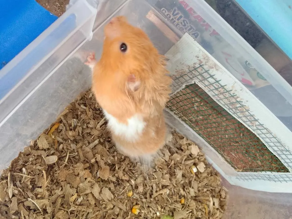 hamster For Sale in Gulistan-e-Jauhar | Karachi Ads - photo 1
