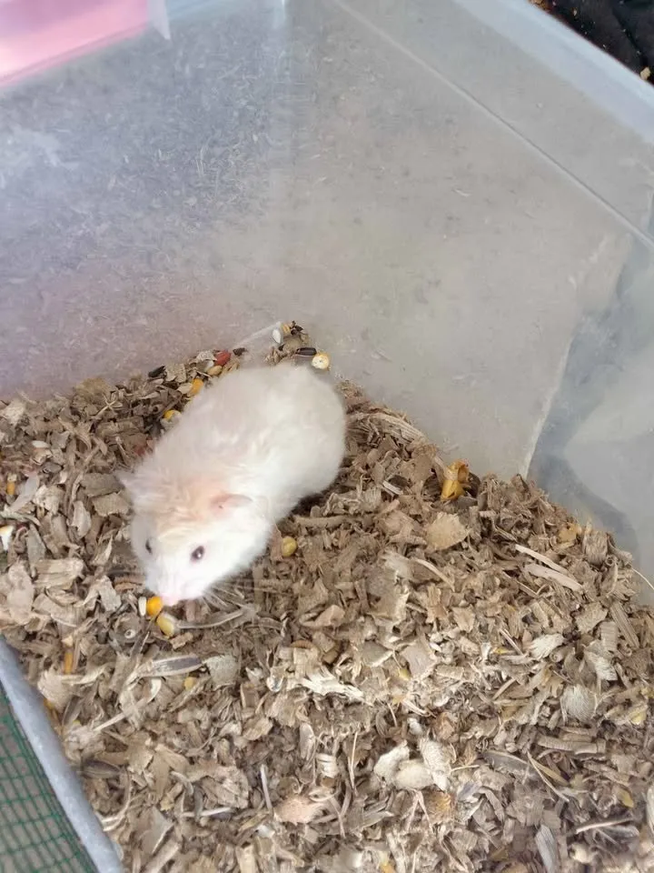 hamster For Sale in Gulistan-e-Jauhar | Karachi Ads - photo 2