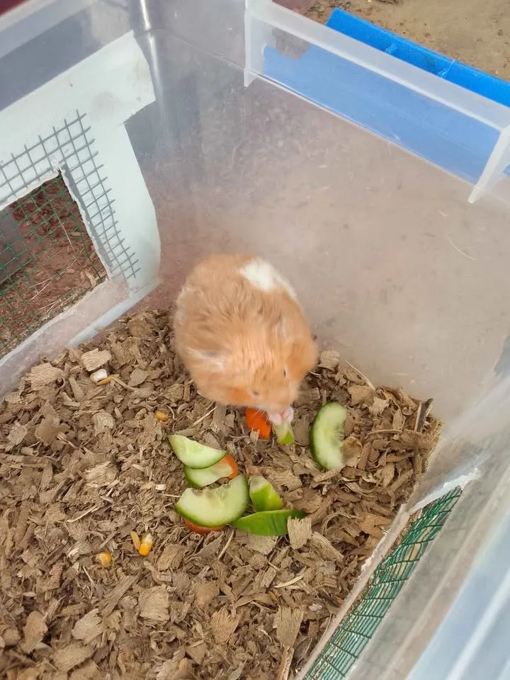 hamster For Sale in Gulistan-e-Jauhar | Karachi Ads - photo 3