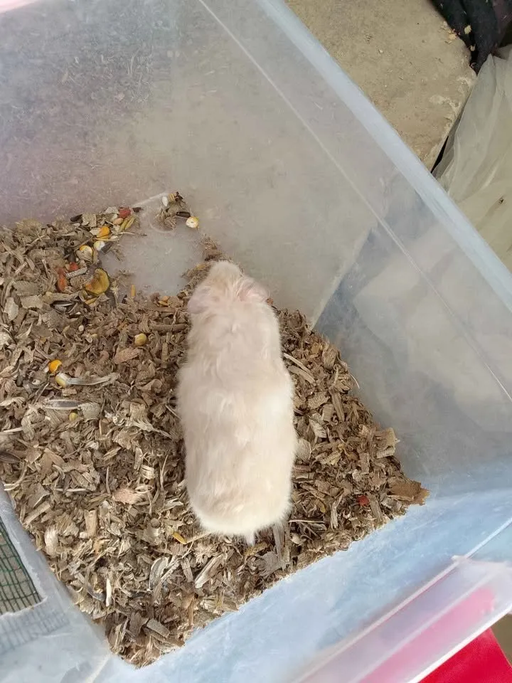 hamster For Sale in Gulistan-e-Jauhar | Karachi Ads - photo 4